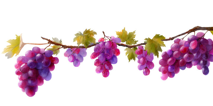 Watercolor illustration clipart cutout of a vine with clusters of purple and pink grapes, surrounded by green leaves on a white background