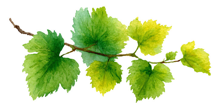 Watercolor illustration clipart cutout of a green vine branch with lush leaves showcasing various shades of green and a natural, organic appearance
