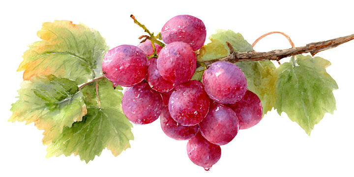 Watercolor illustration clipart cutout of a bunch of red grapes with green leaves on a vine, showcasing detailed textures and vibrant colors against a white background