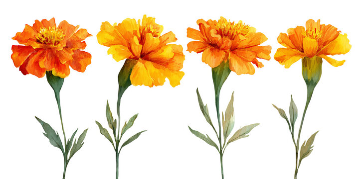 Watercolor illustration of four marigold flowers in vibrant orange and yellow hues with green leaves, suitable for floral design and decoration projects