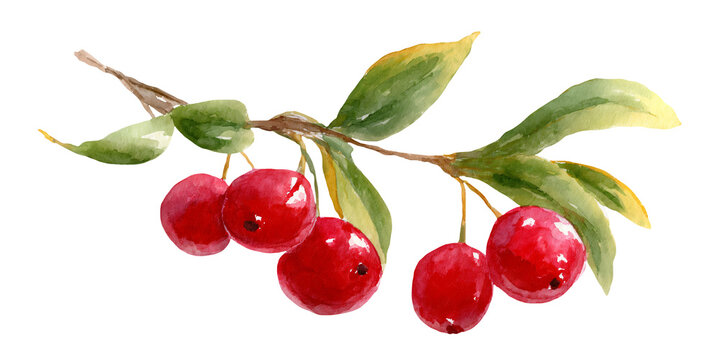 Watercolor illustration of a branch with red berries and green leaves, featuring detailed textures and vibrant colors suitable for floral design projects