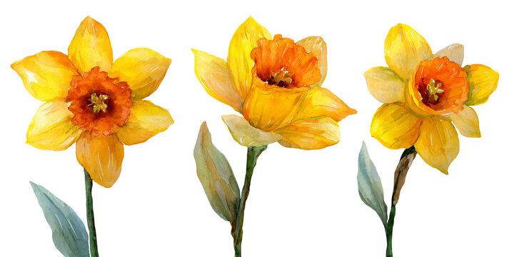 Watercolor illustration of three yellow daffodil flowers with orange centers, featuring green stems and leaves on a white background, suitable for floral design projects