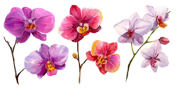 Watercolor illustration of various phalaenopsis orchid flowers in vibrant colors, featuring pink, purple, and white blooms with detailed petals and stems on a transparent background