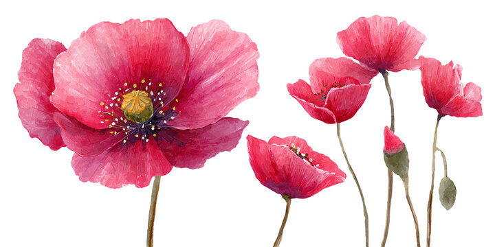 Watercolor illustration of vibrant pink poppy flowers isolated on a transparent background, showcasing delicate petals and intricate details of the floral structure