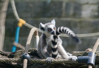 Ring-tailed lemur (Lemur catta) © Hana