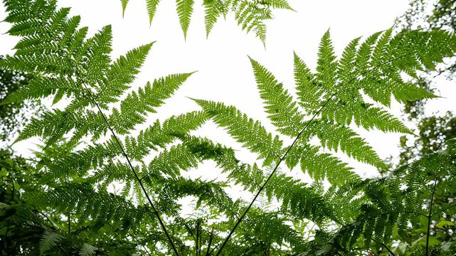 Green fern fronds against a bright sky background.