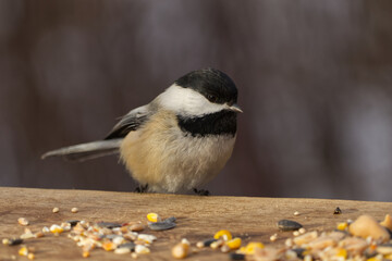 A Black-capped Chickadee at a Park © RiMa Photography