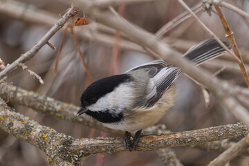 A Black-capped Chickadee at a Park © RiMa Photography