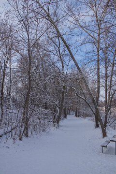Edmonton River Valley in the Winter