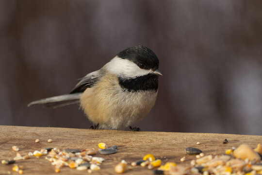 A Black-capped Chickadee at a Park