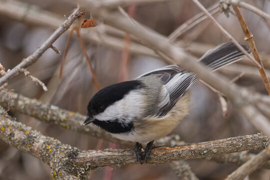 A Black-capped Chickadee at a Park