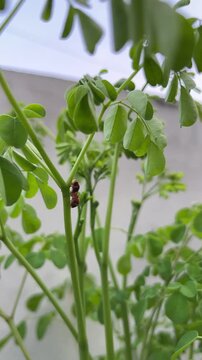 Close-up of fresh green moringa leaves and slender stems with small insects resting on the plant, creating a natural tropical botanical scene with soft outdoor light and lush greenery.