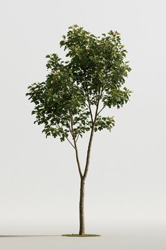 Slender broadleaf tree with a forked trunk and airy crown, featuring rough bark and fresh growth for architectural visualization and garden plans