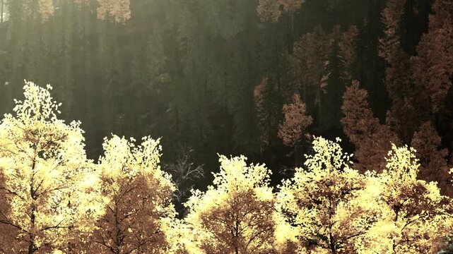 In a forest, trees display yellow leaves as autumn sets in. Sunlight filters through the branches, highlighting the colors of the season. The scene shows a mix of light and shadow.