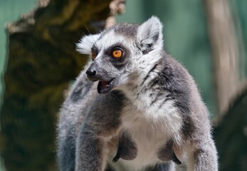 Ring-tailed lemur (Lemur catta) © Hana
