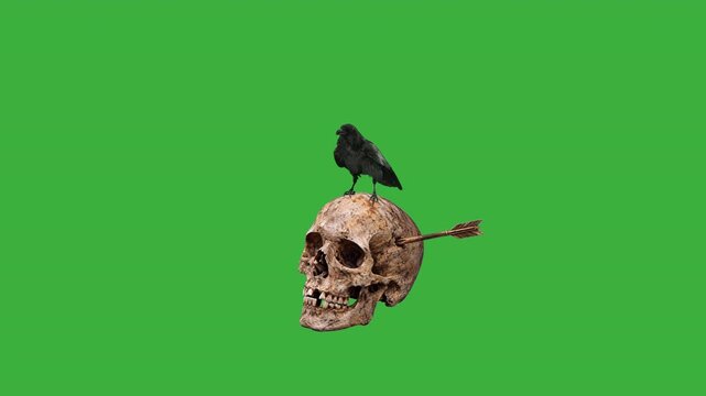 Raven perched on a skull with embedded arrow green screen