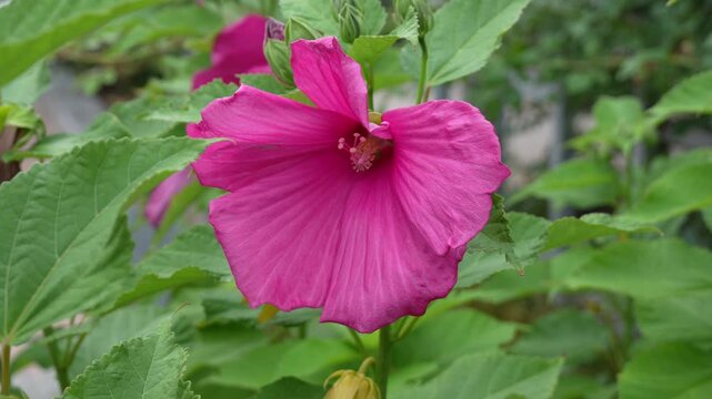 Hibiscus mutabilis, commonly known as the Confederate rose, rosemallow or cotton rose, is a flowering shrub in the family Malvaceae. It is characterized by large, palmately lobed leaves.