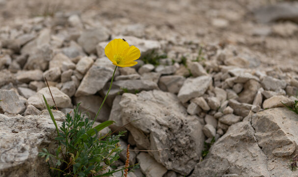 Selva di Cadore, Italy. Yellow alpine wildflower growing among limestone rocks in the Dolomites