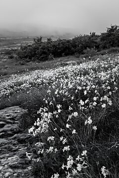 Meadow filled with campion flowers in black and white