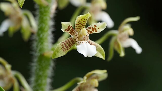 Small white orchids on hairy green stem.