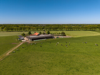 Fototapeta premium High angle wide horizontal aerial drone photograph of farmstead, barns, Holstein cows, pasture, and tree line in rural Gelderland, Achterhoek, Netherlands on sunny spring day