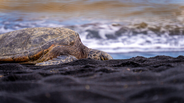 Green sea turtle on the beach