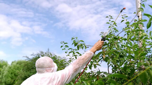 Farmer sprays trees with protective gear on. Sky bright blue with soft clouds above. Gentle breeze moves leaves and branches. Worker focuses on tree care with care