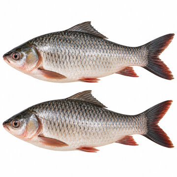 Two Fresh Rohu Fish Isolated on White Background