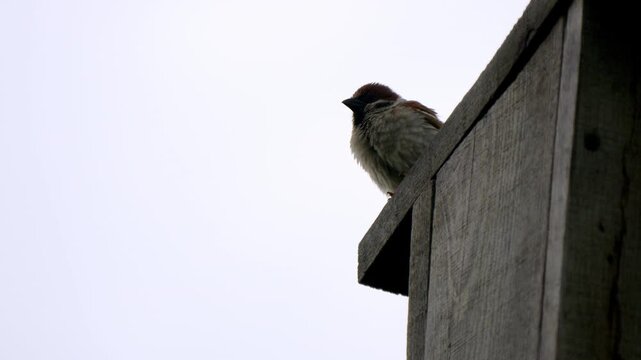 Sparrow perches calmly on a wooden birdhouse ledge. Soft grey sky provides quiet, muted background. Bird remains still, observing surroundings. Nature's peace captured in simple, everyday moment