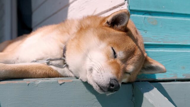 Sunlight warms a resting Shiba Inu. Dog sleeps peacefully on a blue wooden step. Relaxed posture shows quiet contentment. Perfect for cozy, peaceful, or pet-themed projects