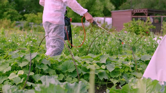 Farmer sprays crops with protective gear. Wearing pink outfit, they move through green plants. Sprayer nozzle directs mist over leafy vegetables. Gardener focuses on coverage