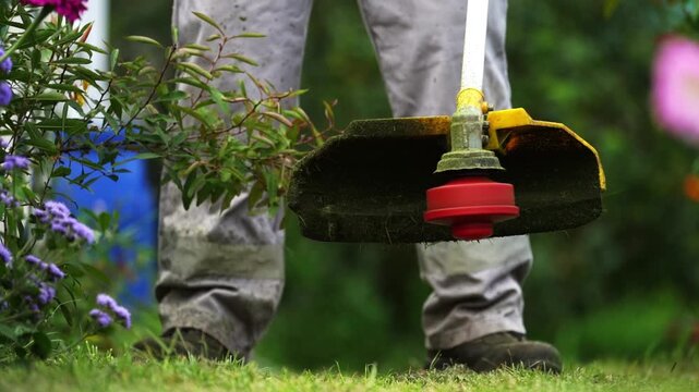 Gardener trims overgrown shrub with string trimmer. Bright red trimmer head spins at garden's edge. Green grass and purple flowers frame the scene. Gardener's focused, steady movement suggests care