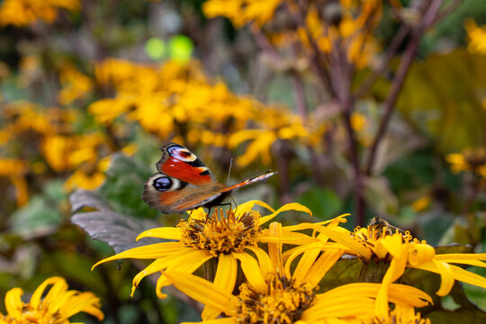 Peacock butterfly on a ragwort flower