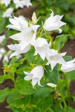 White flowers of Campanula genus plant