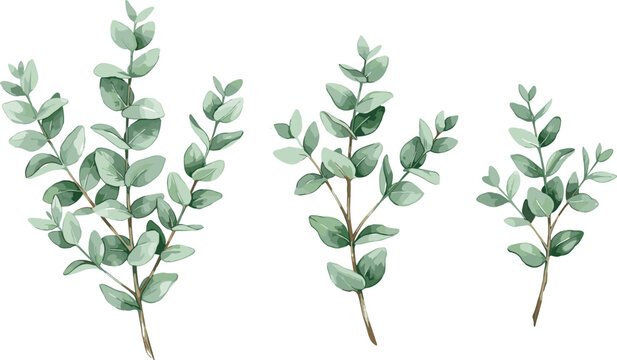 Watercolor eucalyptus branch vector set with green leaves and silver dollar stems isolated on white background for wedding stationery and cosmetic packaging design