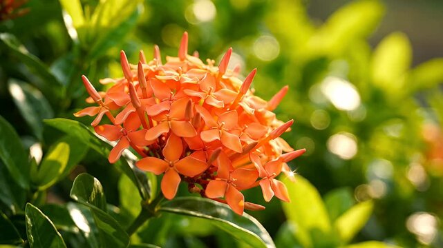 Vibrant orange ixora flowers blooming in sunlight