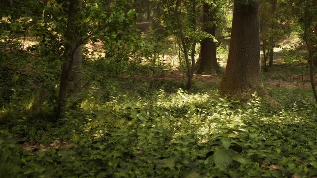 Golden rays filter through leafy trees in a tranquil forest, illuminating the lush green undergrowth and creating soft light patterns on the ground.