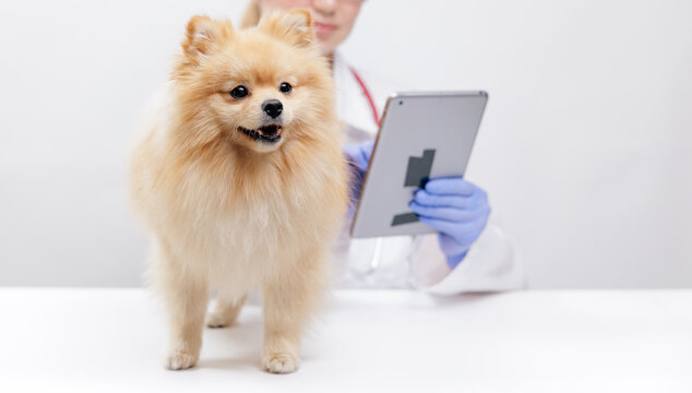 Pomeranian standing on exam table while veterinarian reviews tablet AI chat assistant for vet clinic banner and pet wellness background