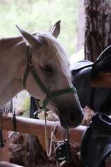 Closeup view of white horse in stable, head lowered with green halter and braided rope, positioned near black leather saddle, soft light reveals mane texture and calm profile with ear contours © Broker_Aleksandr