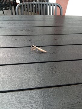 albin Mantis in restaurant