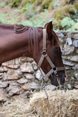 Closeup shows chestnut horse wearing worn fabric halter while grazing dry hay beside mossy stone wall outdoors, with braided mane strands, relaxed ear, metal ring, and calm muzzle © Broker_Aleksandr