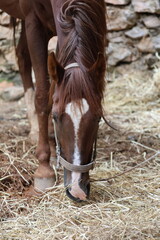 Chestnut horse with braided mane and white facial blaze grazes straw inside stable stall, head lowered near halter and muzzle © Broker_Aleksandr