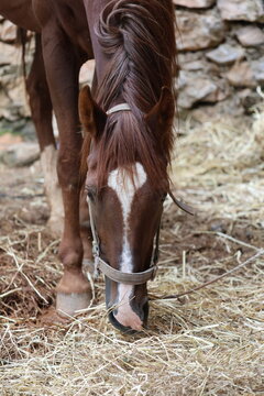 Chestnut horse with braided mane and white facial blaze grazes straw inside stable stall, head lowered near halter and muzzle