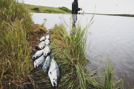 Wild coho salmon lay on the river bank in Alaska as a fisherman continues fishing the Alaskan water.