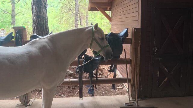 Horse peers over half-door, then lowers head into view as body shifts inward in dim barn stall, warm backlight from square window highlights head and neck, with horse, stall, stable, barn detail
