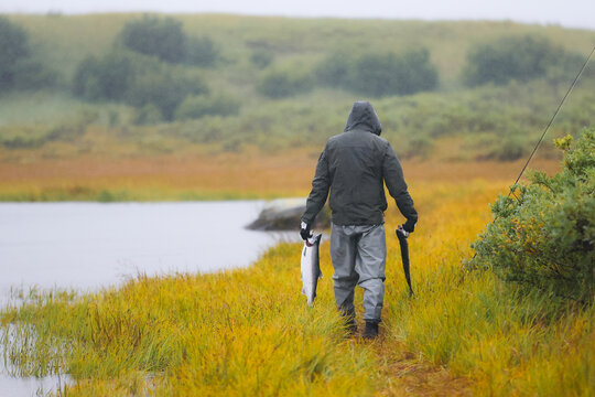 Fisherman in rain jacket walks along riverbank carrying two salmon in by autumn grass in the remote wilderness of Alaska.