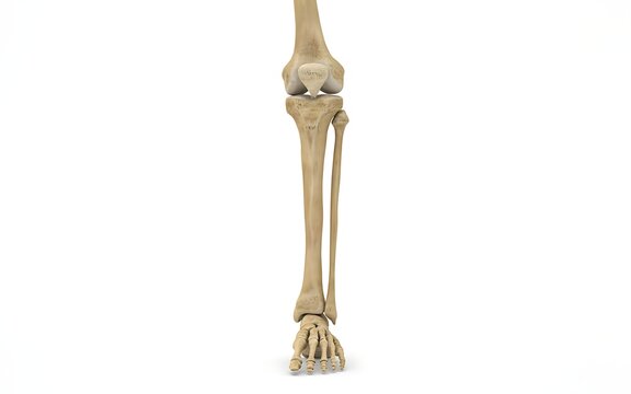 Human skeleton model showing leg bones and foot anatomy