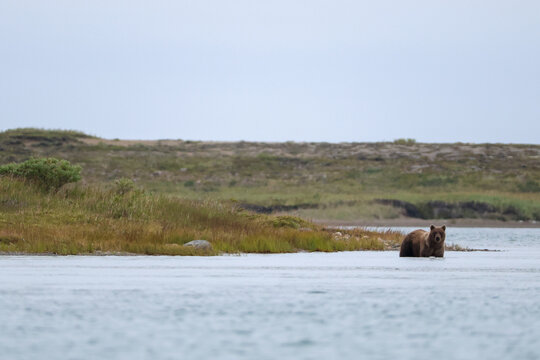 Wild brown grizzly bear standing in Alaskan river water with the tundra behind him.
