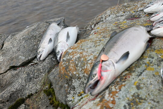 Wild coho salmon displayed on a rock after being caught on a copper spinner in an Alaskan river.