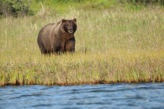 Wild Alaskan grizzly brown bear on a riverbank in Alaska. The Alaskan tundra is tall autumn grass next to the water.